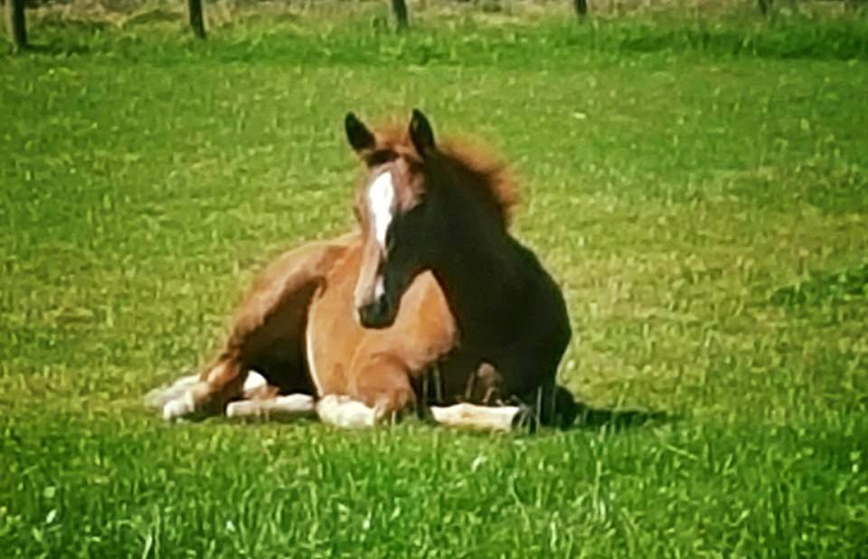 Show Jumping Foals For Sale